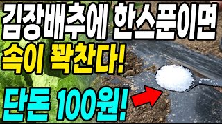 김장배추에 단돈 100원 이것 한스푼이면 배추속이 꽉차고 결구가 빨리되요! 100원써서 배추농사 대박!