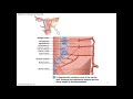 Chapter 28 Female Reproductive System Part 2