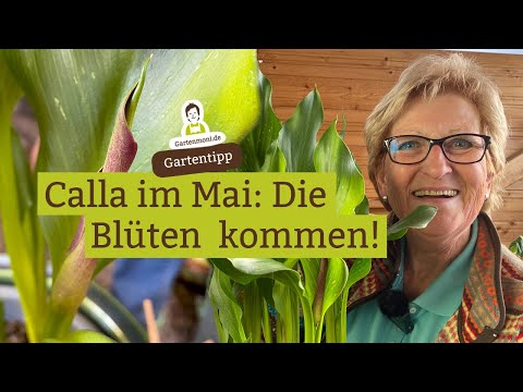 The calla lilies are coming out! 3 of them at the end of May