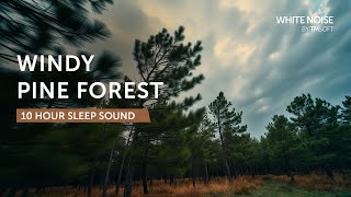Windy Netherlands Pine Forest - 10 Hours Sleep Sound - Black Screen