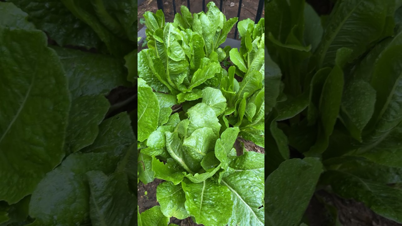 No corn here BUT what we do have is… #landscape #garden #gardening #landscaping #flowers #raisedbeds