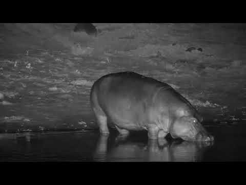 Djuma: Lone Hippo arrive - 21:34 - 12/20/20