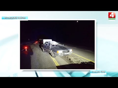 В Речицком районе на автодорогу выбежал лось. Водитель в больнице видео