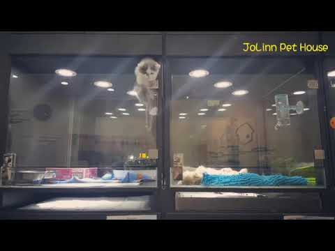 Сбежал из клетки поиграть с другом