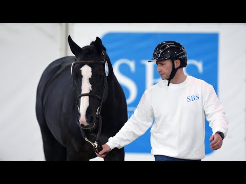 Done to Win - Dominator Z - Stalion 2024