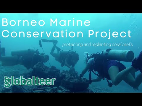 Borneo Marine Conservation Project