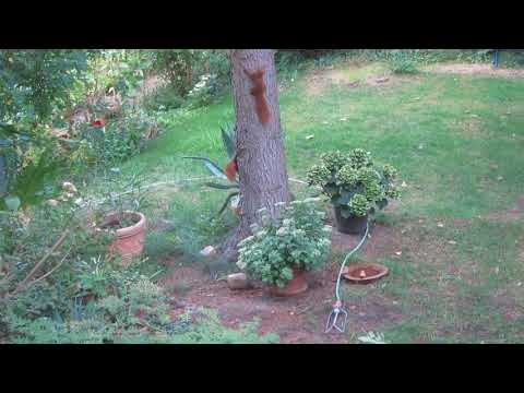 Eichhörnchen beim ''Vorspiel''