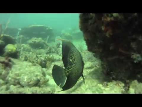 Fort Lauderdale Reef Dive, Florida - GoPro HD