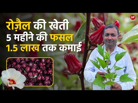 रोज़ैल की खेती 5 महीनों की फसल 1.5 लाख तक की कमाई || Roselle Farming