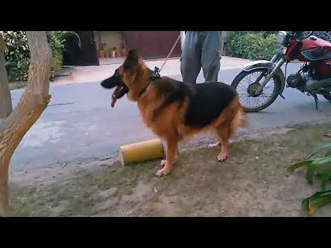 German shepherd female long hair
