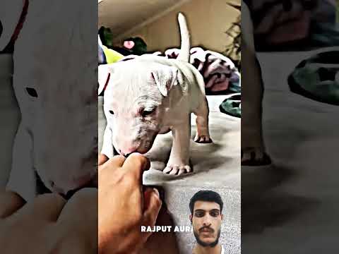 #pitbull #trolledit #respect #pets #americanbully #trolling 🥹