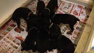 Video preview image #11 Doberman Pinscher Puppy For Sale in MARSHFIELD, MA, USA