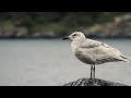 Learn What S To Love About Gulls Gulls
