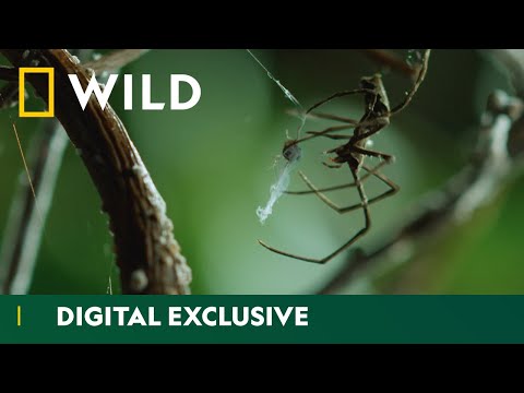 image-What kind of webs do spiders make?