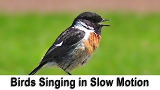 Birds Singing and Chirping in Slow Motion with Slowed Down Bird Song