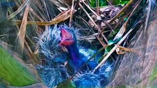 Download lagu BAYI BURUNG BUT BUT INI MENDAPATKAN TAMPARAN KERAS DARI INDUKNYA mp3