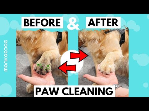 How to clean dirty dog paws in just 30 seconds. || Dog Care Tips || Monkoodog