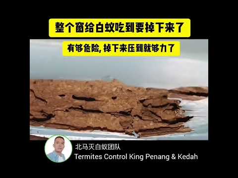 整个窗给白蚁吃到要掉下来了