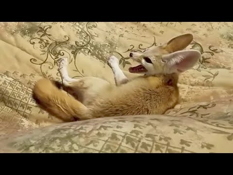 Fennec Fox Zoomies and Screamies