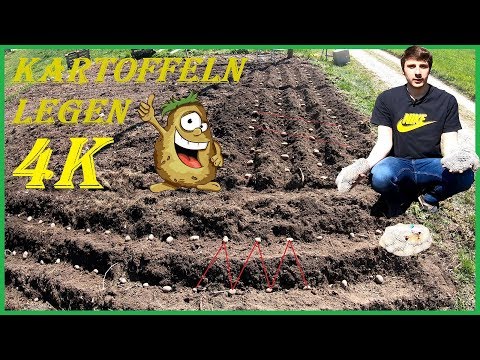 , title : 'Vorgekeimte Kartoffeln im eigenen Garten legen (setzen/pflanzen) - Videoanleitung - 4K'