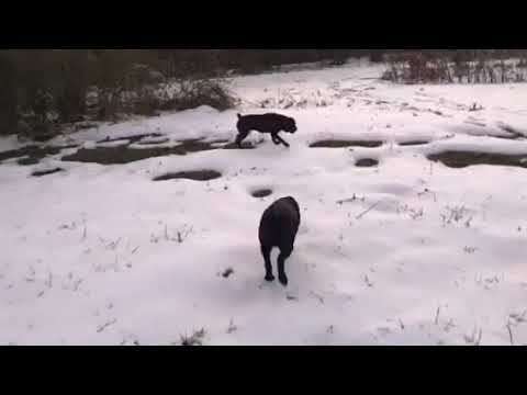 Avalanche dogs Bhoomi & Mascara