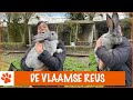 Dit is niet zomaar een konijn!!! | DierenpraatTV