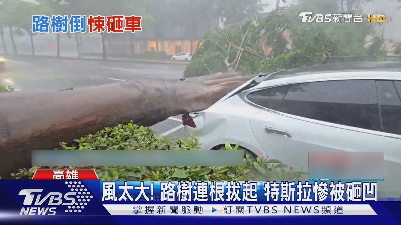 風太大! 路樹連根拔起 特斯拉慘被砸凹
