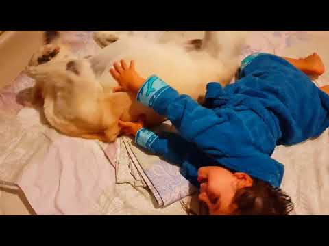 Little Girl and her loving Labrador Retriever Playing after bath 