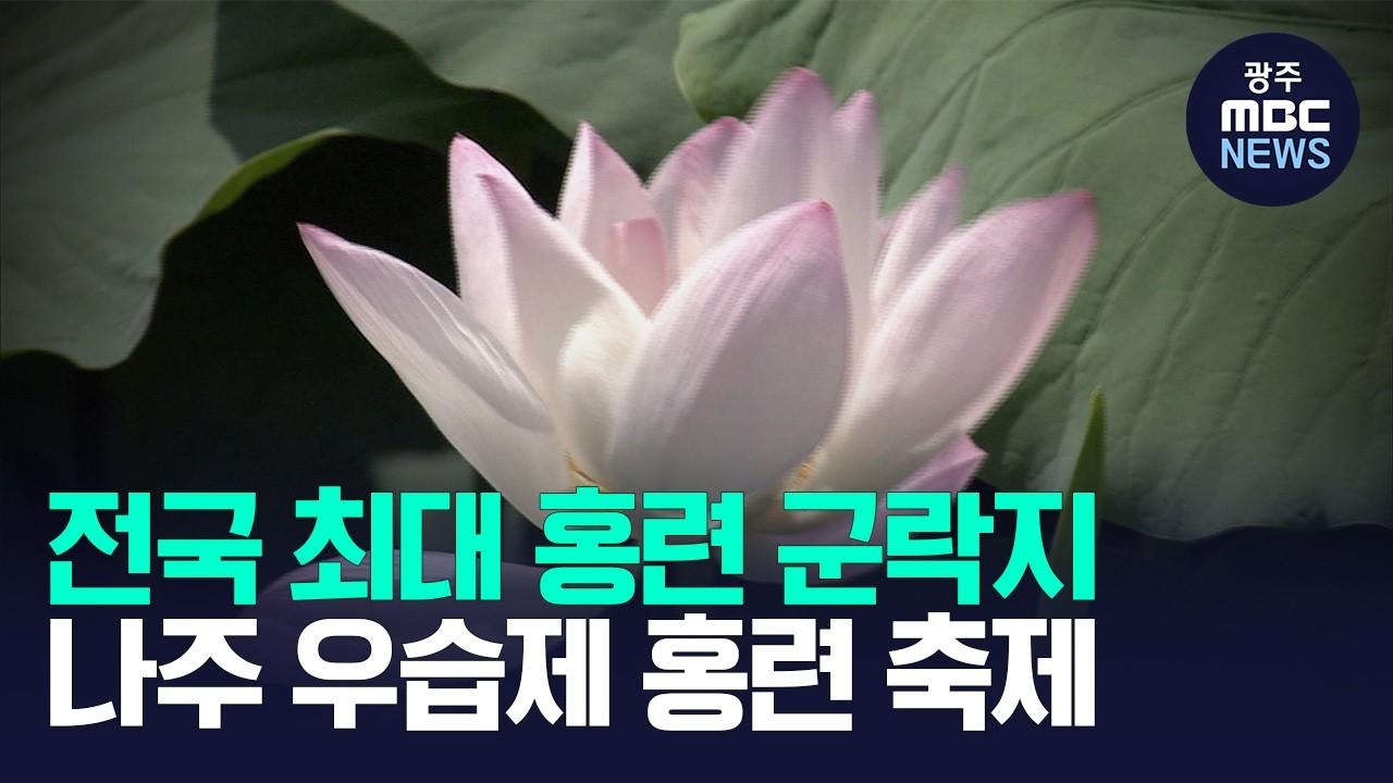 '전국 최대 홍련 군락지' <b>나주 우습제</b>에서 홍련 축제