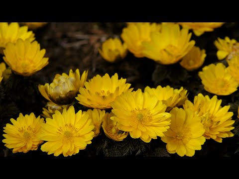 園芸 敏感な植物