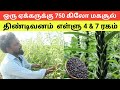 Sesame Cultivation Method A To Z Ellu Vivasayam Sesame Cultivation In Tamil Tindivanam 4 7