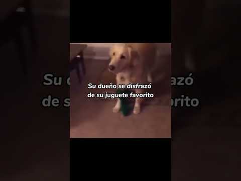 #viral #viralshorts #perros #lentejas
