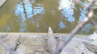 crocodile park Davao City @touristguide5