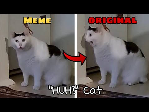 Huh? Cat (Meme vs Original)