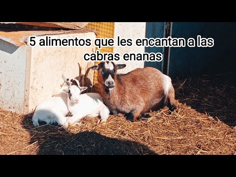 , title : '5 alimentos favoritos de las cabras enanas'