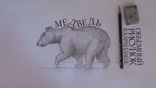 Смотреть онлайн Как поэтапно нарисовать медведя карандашом