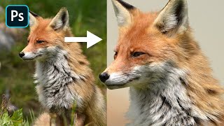 Photoshop Tutorial: Cut Out Animals With Lots of Fur