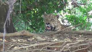 preview picture of video 'Two Male Jaguars Sighted in the Pantanal'