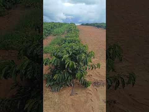 Lavoura de café clonal robusta amazônico#café #agro #mercadoagricola #sitio #vidanaroça #agricultura
