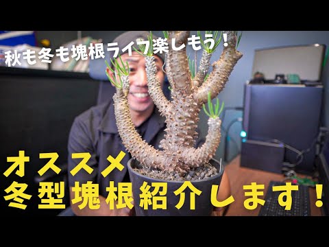 冬の植物: これがトップ 10 です トピックス