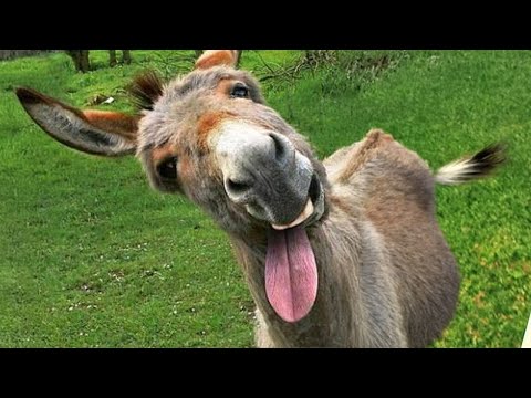 Des vidéos d'animaux drôles nous font rire de façon incontrôlable 🤣 funniest cats and dogs 2024