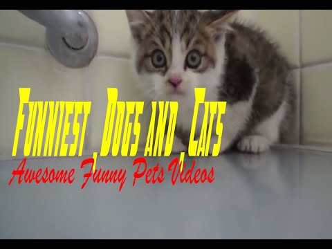 Funniest 🐶 Dogs and 😻 Cats   Awesome Funny Pets Videos #1