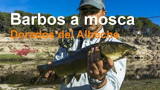 Barbos a mosca en el río Alberche