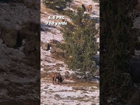 6.5 Creedmoor vs. 6.5 PRC