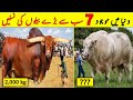 7 Most Biggest Bull Breeds Of The World | Qurbani 2023 | Bakra Mandi | NYKI
