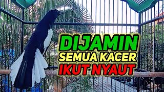 Download lagu terapi pagi dijamin ampuh bikin kacer bahan cepat bunyi dan gacor bikin nyaut semua jenis kacer mp3