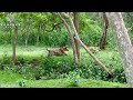 Huge Tiger Catches Deer Next To Jeep