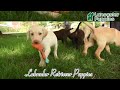 Labrador Retriever dogs for sale: Prince - Video 1