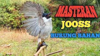 Download lagu Suara Burung Kutilang Gacor Memanggil Temannya Agar cepat Bunyi Garuda mp3