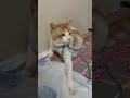 Angry Cat Hissing Pushpa Style